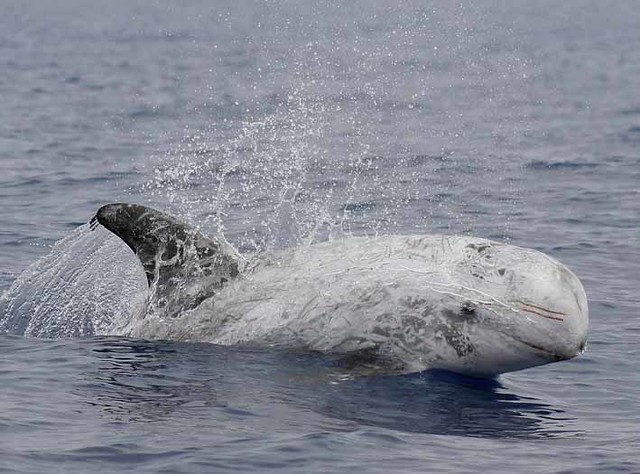 Grampus Griseus