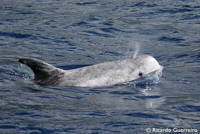 Grampus griseus
