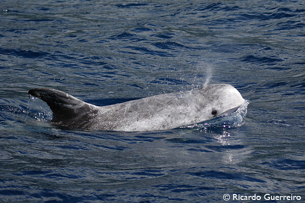 Grampus griseus