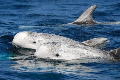 Adult Risso's dolphins