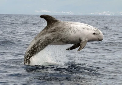 Grampus griseus:  breach Rolo