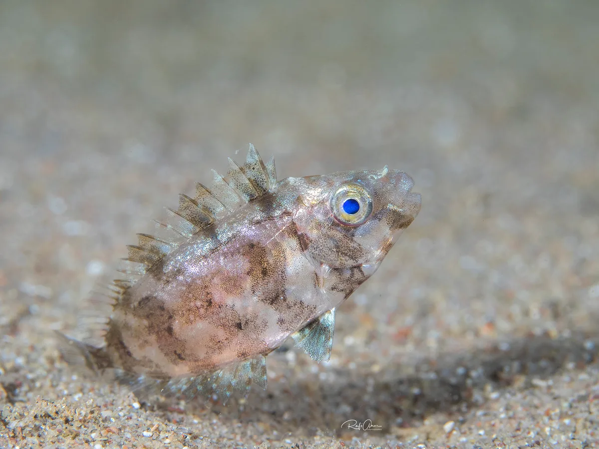 Rivulated Rabbitfish - Juvenile - Siganus rivulatus