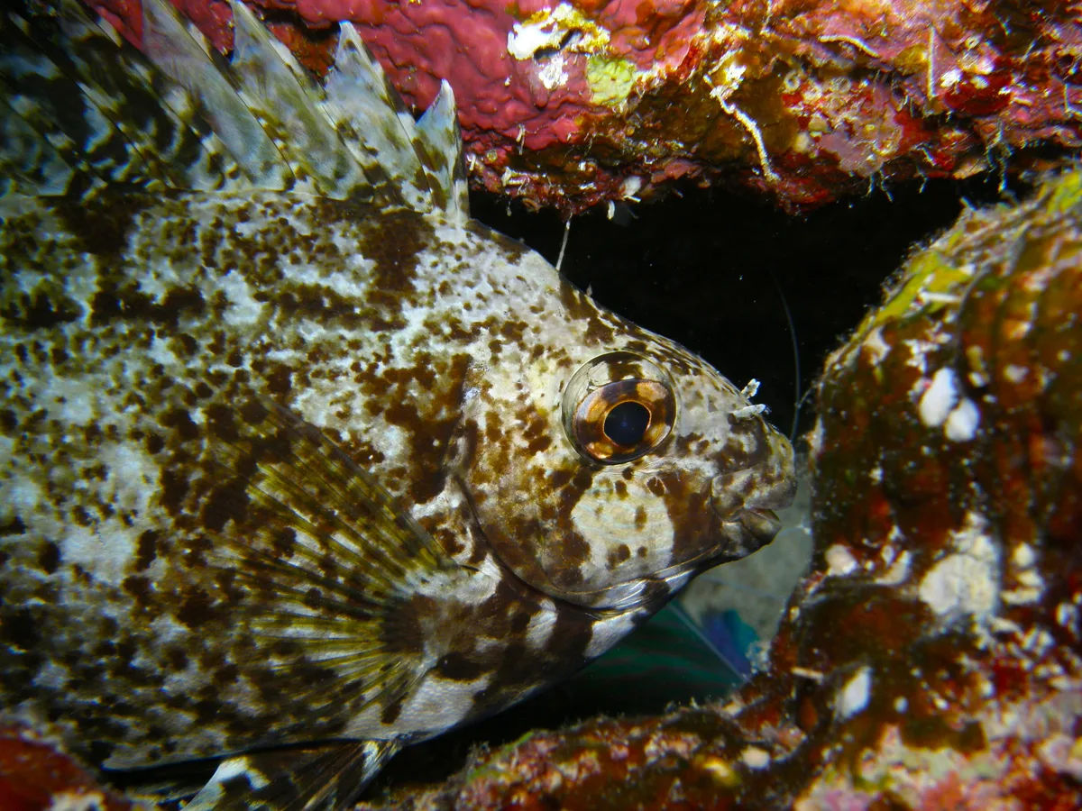 234_Siganus rivulatus