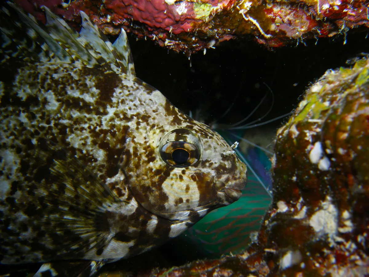 233_Siganus rivulatus
