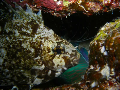 233_Siganus rivulatus