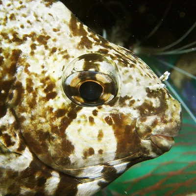 Siganus rivulatus Egypt 2011