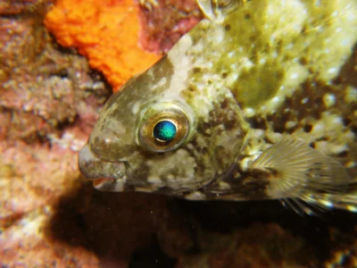 籃子魚科-Siganus rivulatus