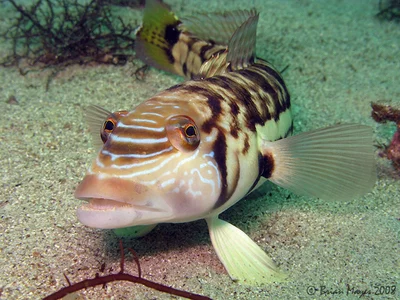 Smallscale Sandperch (Parapercis robinsoni)