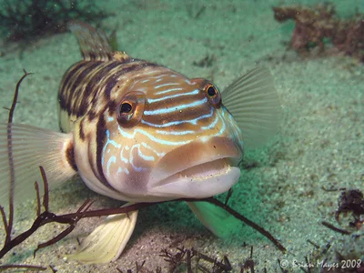Smallscale Sandperch (Parapercis robinsoni)