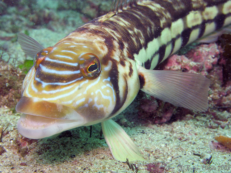 Smallscale Sandperch (Parapercis robinsoni)