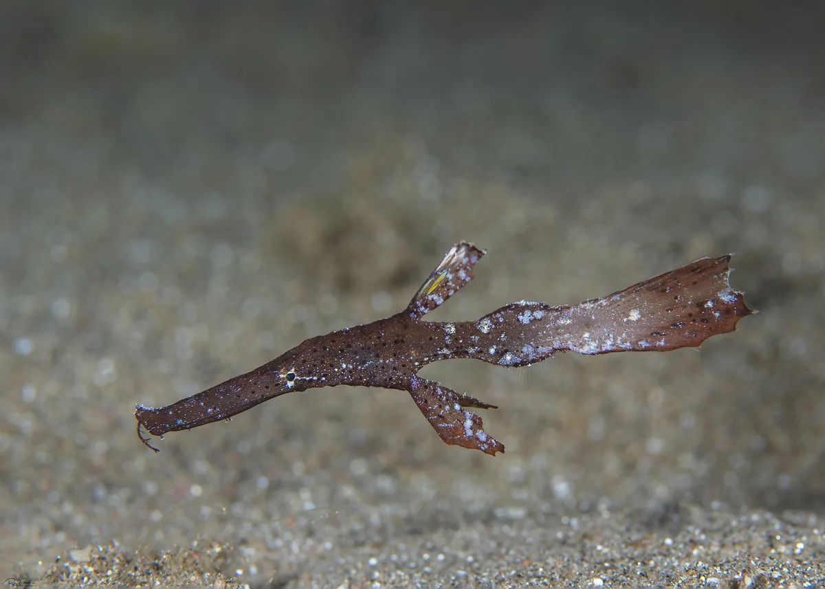 Robust Ghost Pipefish - Solenostomus cyanopterus