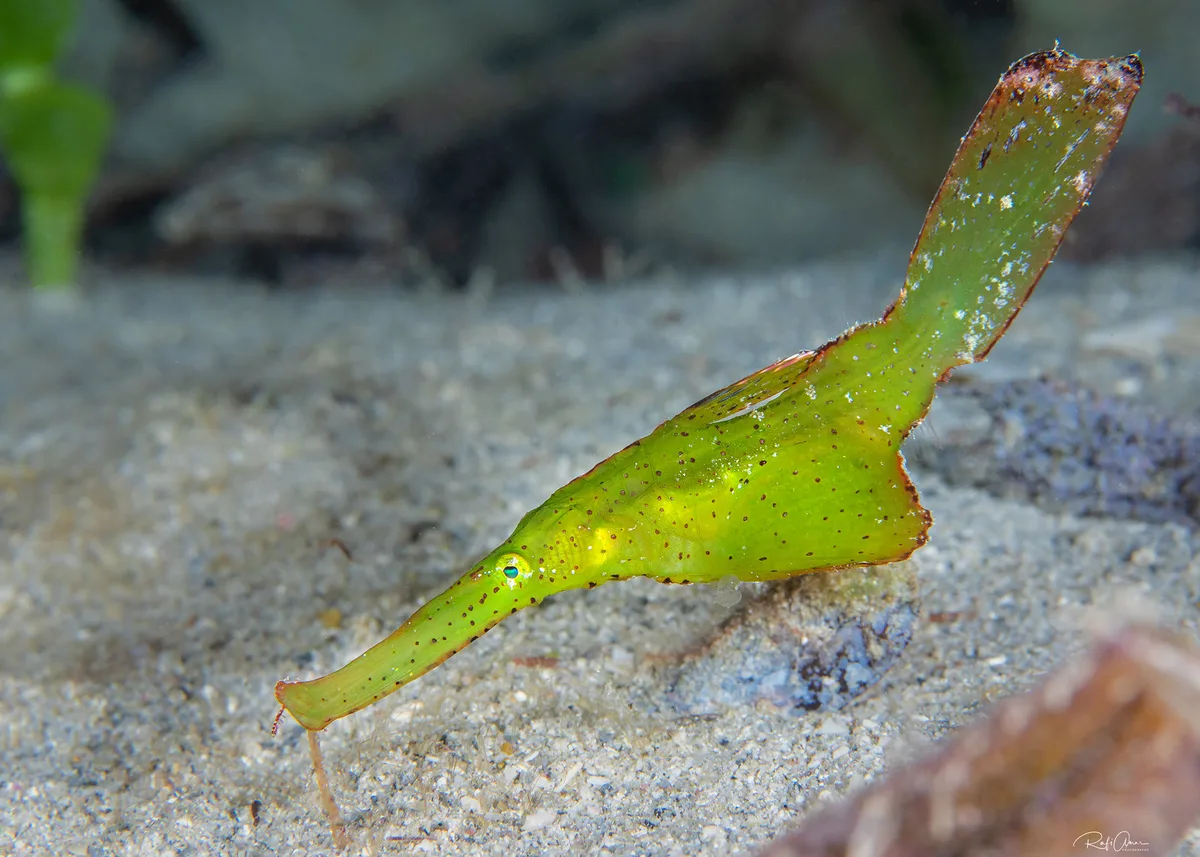 Robust Ghostpipefish - Solenostomus cyanopterus