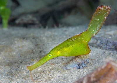 Robust Ghostpipefish - Solenostomus cyanopterus