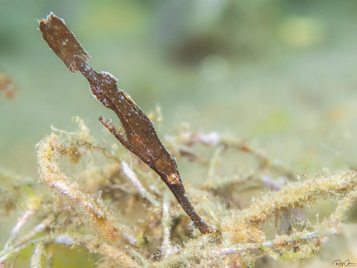 Robust Ghost Pipefish - Solenostomus cyanopterus