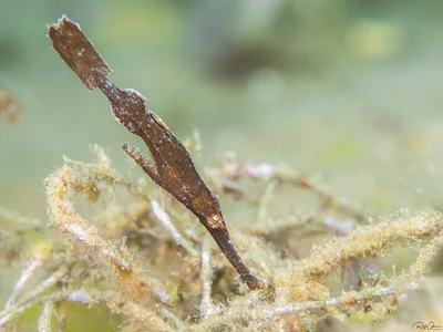 Robust Ghost Pipefish - Solenostomus cyanopterus