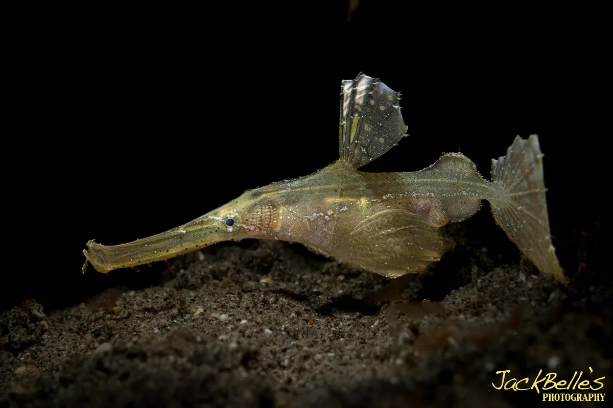 Robust Ghost Pipefish