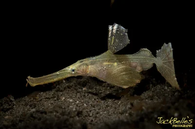 Robust Ghost Pipefish