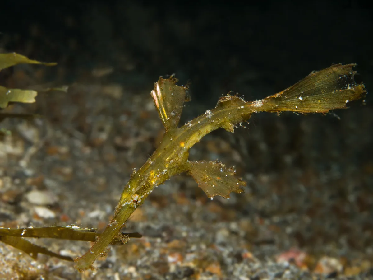 Solenostomus cyanopterus