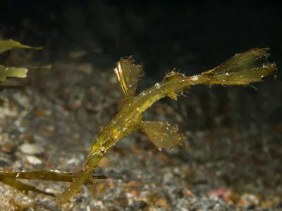 Solenostomus cyanopterus