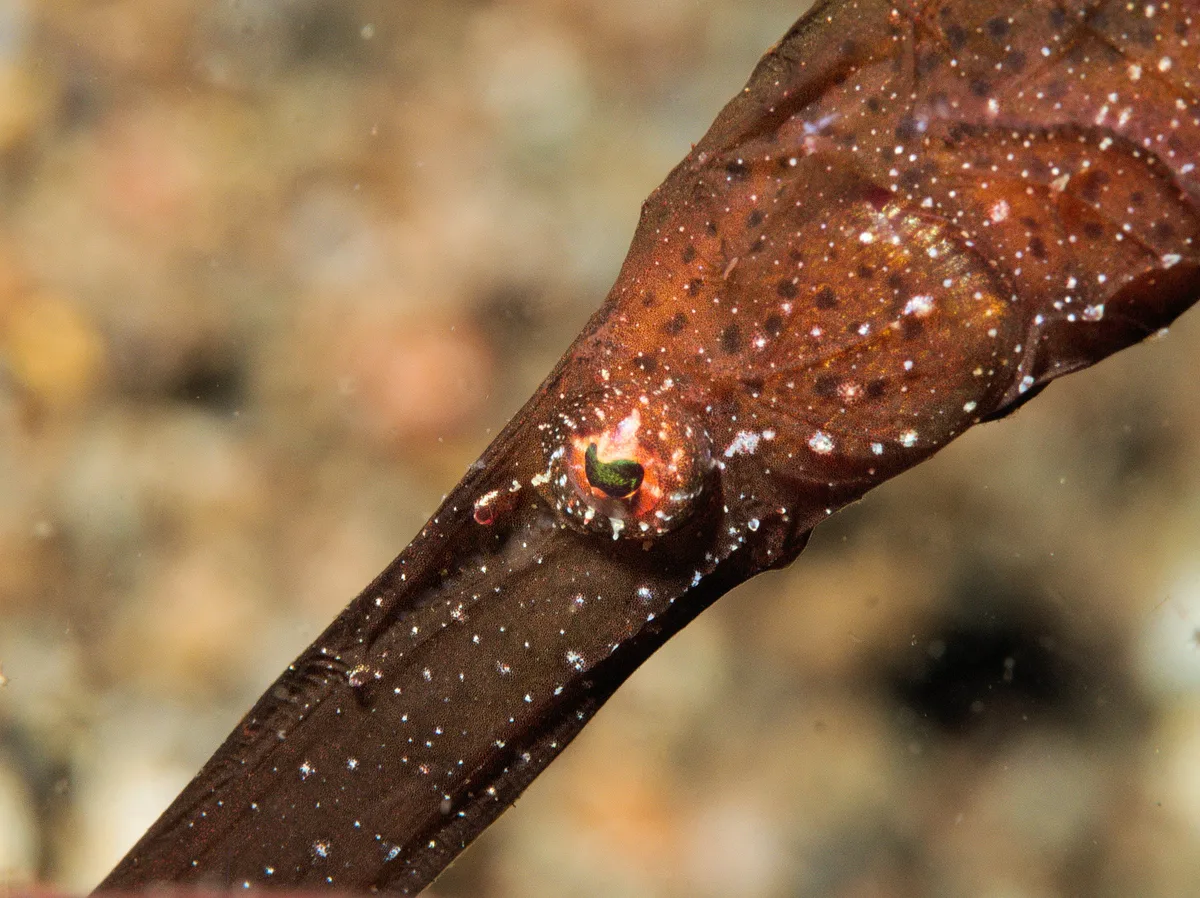 Solenostomus cyanopterus