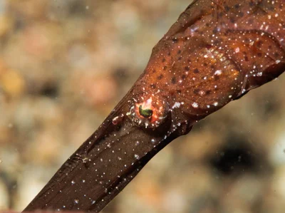 Solenostomus cyanopterus