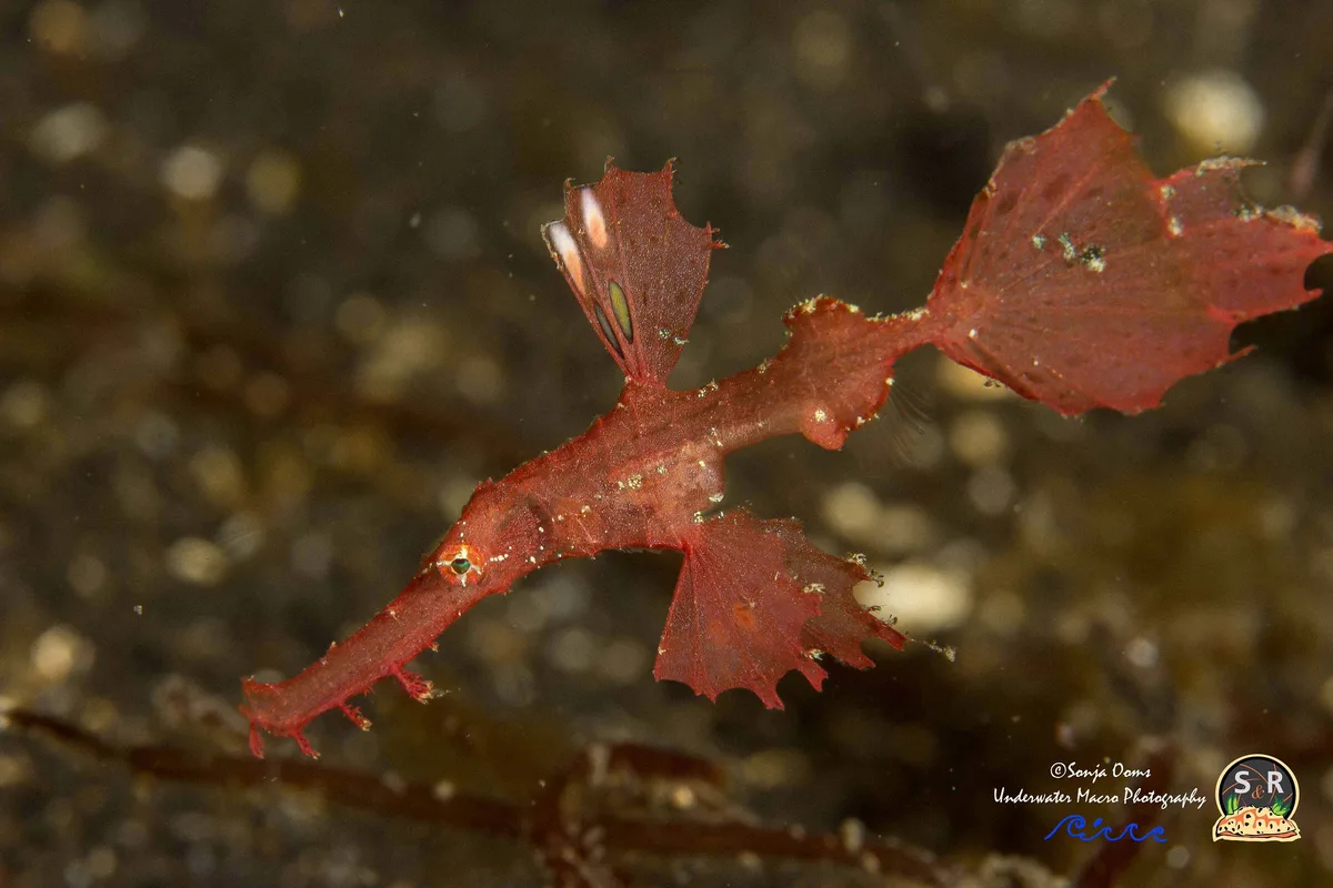 ROBUST GHOST PIPEFISH (30mm)