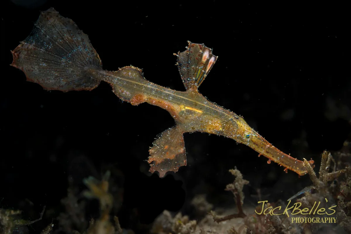Solenostomus cyanopterus