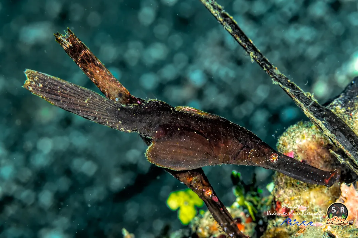 ROBUST GHOST PIPEFISH (40mm)
