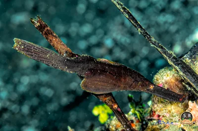 ROBUST GHOST PIPEFISH (40mm)