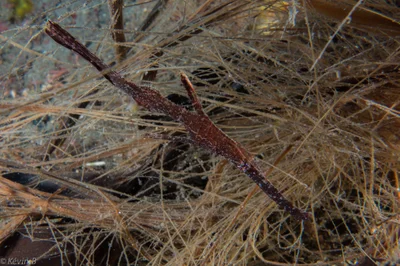 Solenostomus cyanopterus