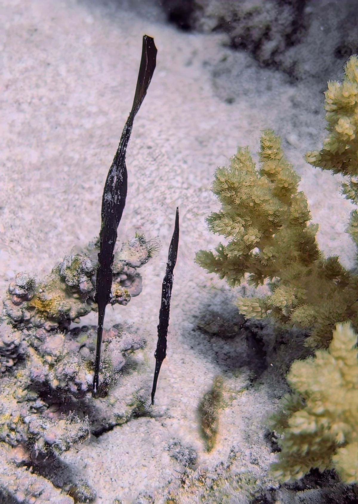 Robust Ghost Pipefish