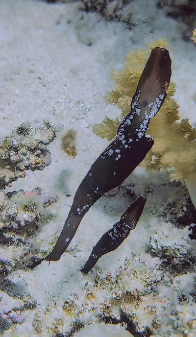Robust Ghost Pipefish