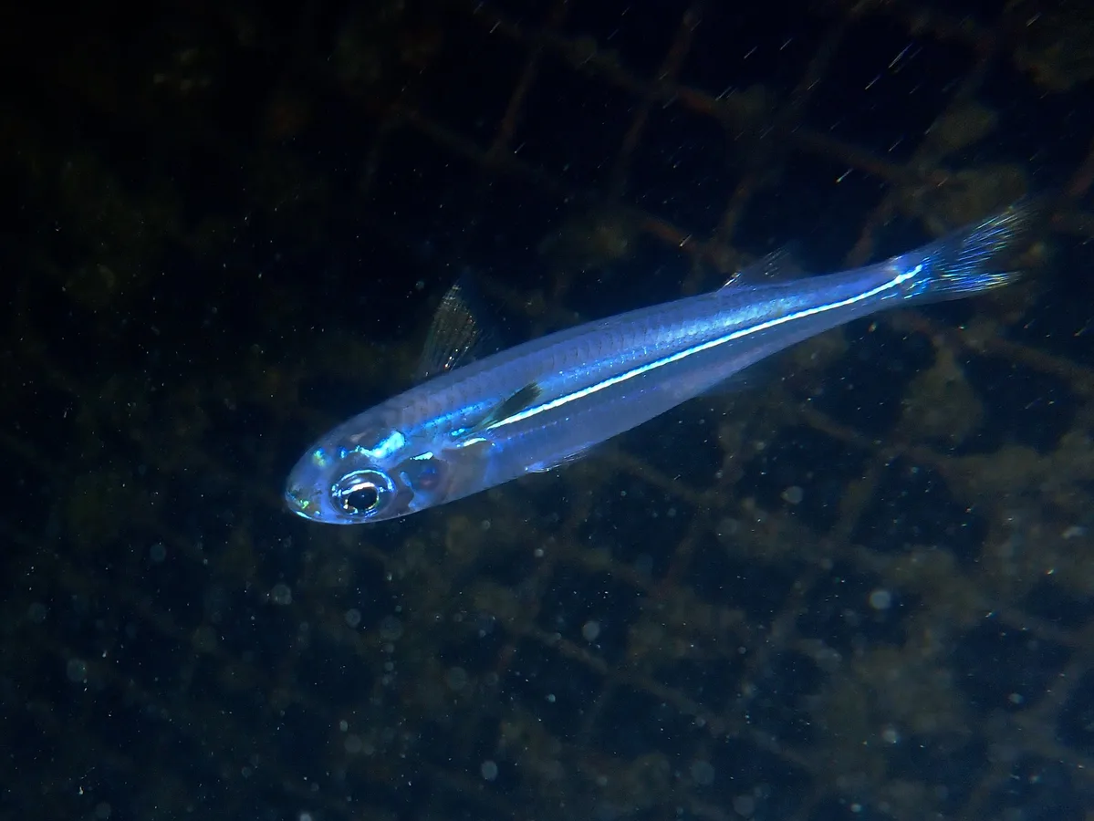 Atherinomorus Lacunosus.南洋美銀漢魚.