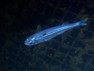 Atherinomorus Lacunosus.南洋美銀漢魚.