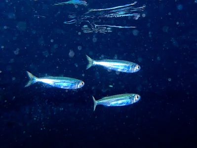 Atherinomorus Lacunosus.銀漢魚.