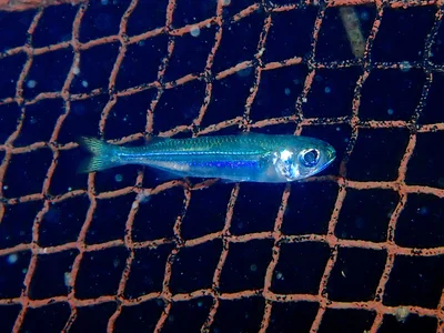Atherinomorus Lacunosus.銀漢魚.