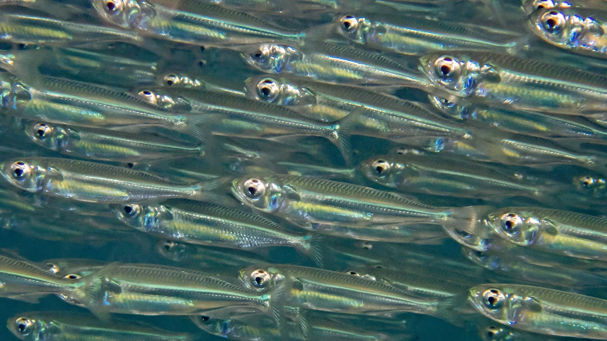 Hardyhead Silverside