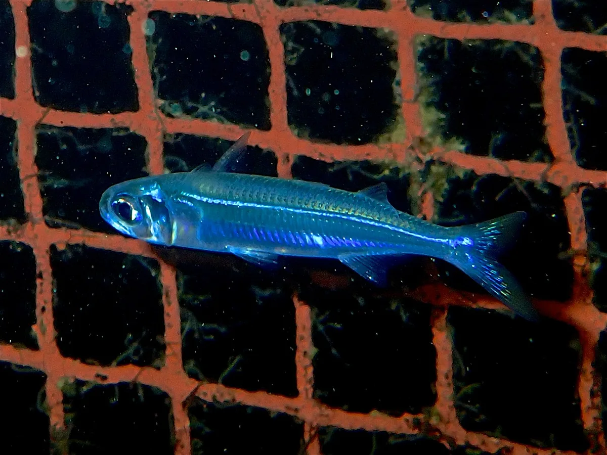 Atherinomorus Lacunosus.南洋美銀漢魚.