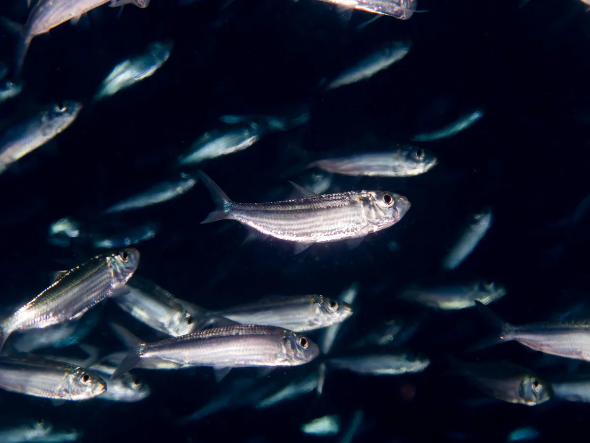 Hardyhead Silverside (Atherinomorus lacunosus)