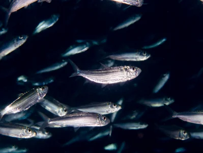 Hardyhead Silverside (Atherinomorus lacunosus)