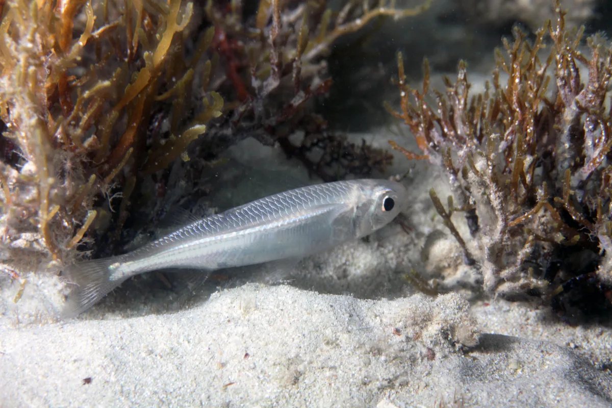 Atherinomorus lacunosus - Al Zubara, Qatar