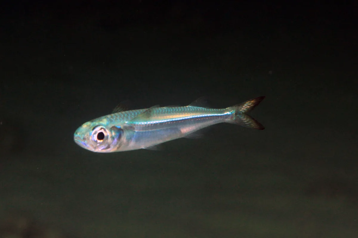 Atherinomorus lacunosus - Al Zubara, Qatar