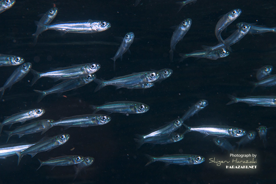 Atherinomorus lacunosus - 鹿児島県熊毛郡屋久島町一湊 一湊タンク下
