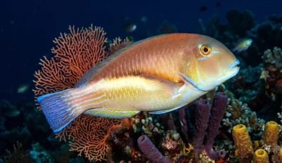Robust Tuskfish