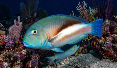 Robust Tuskfish