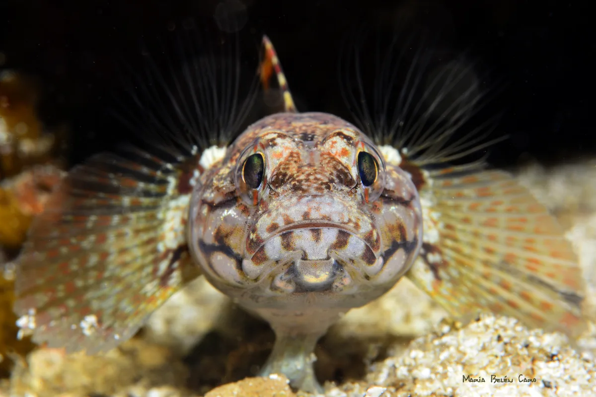 Rock Goby