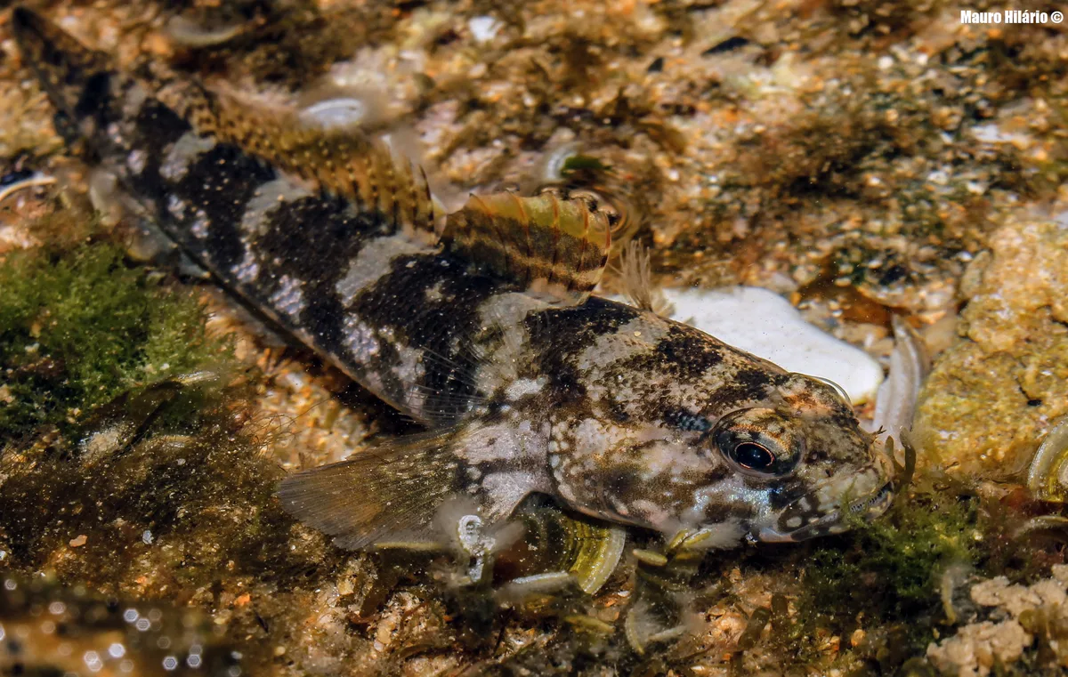 Rock Goby