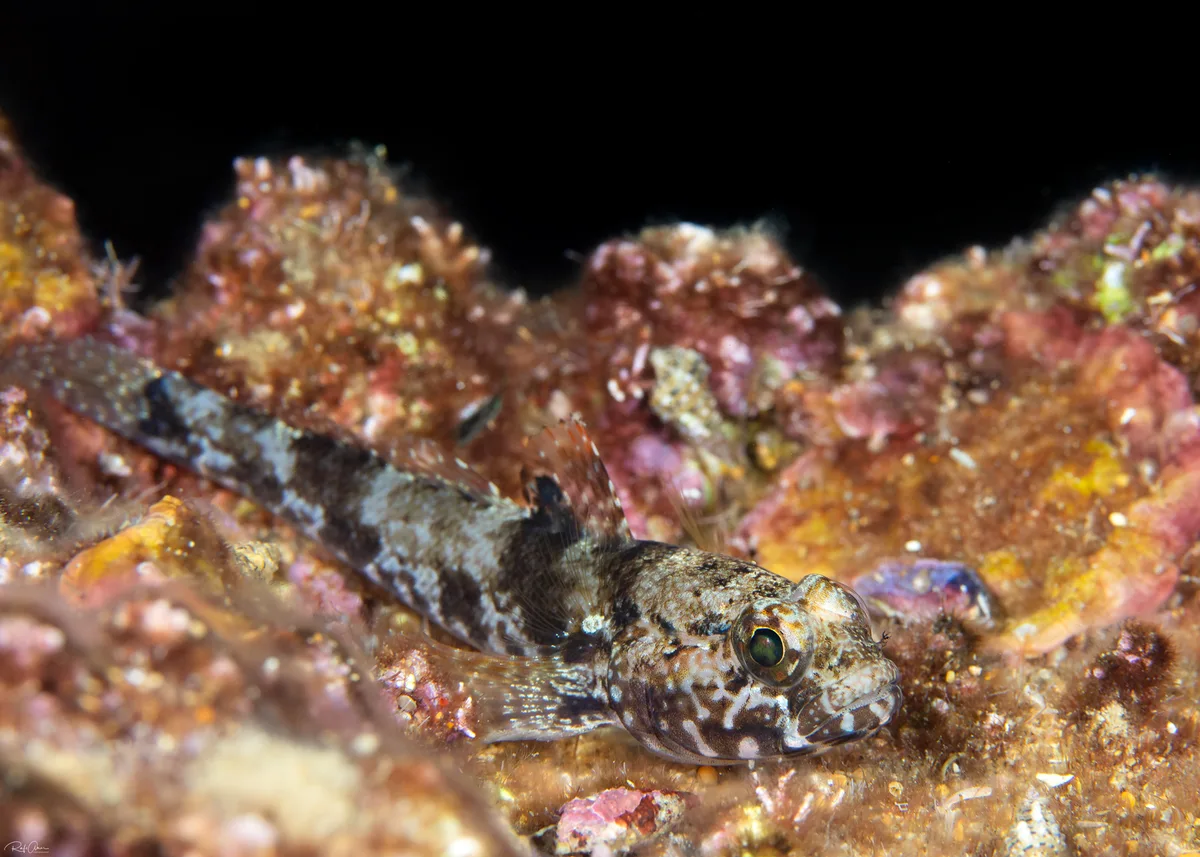 Rock Goby