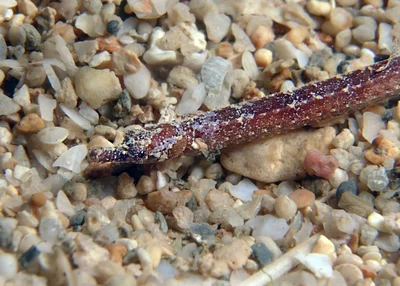 Phoxocampus belcheri - Point Murat, Exmouth, WA, Australia