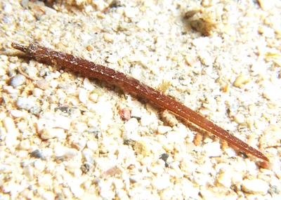 Phoxocampus belcheri - Point Murat, Exmouth, WA, Australia